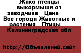 Жако птенцы выкормыши от заводчика › Цена ­ 1 - Все города Животные и растения » Птицы   . Калининградская обл.